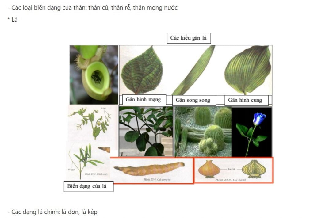 Hạt kín - Đặc điểm của thực vật hạt kín - Sinh học 6