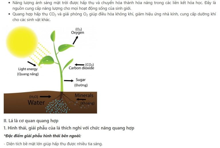 Vai trò của quang hợp ở thực vật - Sinh học 11 - Giáo viên Việt Nam